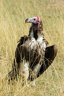 Lappet-faced vultures, Maasai Mara Game Reserve, Kenya
