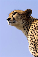 Female cheetah, Maasai Mara Game Reserve, Kenya
