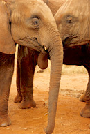 Orphaned African elephants at mud hole, Tsavo East NP, Kenya