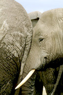 Close-up of two female elephants, Amboseli NP, Kenya