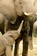 Female elephant with baby, Amboseli NP, Kenya