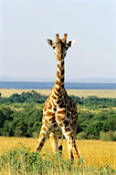 Maasai giraffe, Maasai Mara NP, Kenya