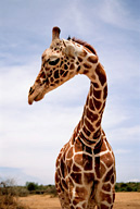 Orphaned male reticulated giraffe in rehabituation, Loisaba Wilderness, Kenya