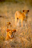 Lion cubs, Maasai Mara Game Reserve, Kenya
