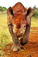 Orphaned juvenile black rhinoceros under the care of Daphne Sheldrick, after a mud bath, Nairobi NP, Kenya