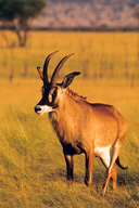 Roan antelope, Ruma NP, Kenya