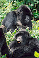 Mountain gorilla chewing on a vine, Rwanda