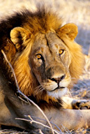 Male lion, Ruaha NP, Tanzania