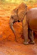 Kenya: Tsavo East National Park, young orphaned elephant rubbing his head against bank of mud hole.