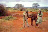 Kenya: Tsavo East National Park, young orphaned elephant with keeper and Daphne Sheldrick.