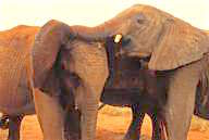 Kenya: Tsavo East National Park, two young adult orphaned elephants playing at mud hole.