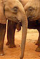 Kenya: Tsavo East National Park, orphaned African elephants at mud hole.