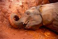 Kenya: Tsavo East National Park, young adult orphaned elephant wallowing playfully in mud.