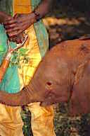 Kenya: Tsavo East National Park, orphaned African elephant being cared for by keeper.