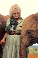 Kenya: Tsavo East National Park, Daphne Sheldrick with orphaned African elephants.