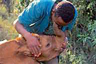 Kenya: Nairobi National Park, orphaned baby African elephant giving a “kiss” to one of its keepers.