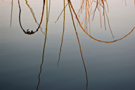 Reeds reflected in Okavango Delta, Botswana