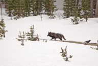 Wolf, Yellowstone National Park, Mississippi River Basin, Wyoming
