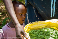 Young boy looking at his father’s crop of green beans for export