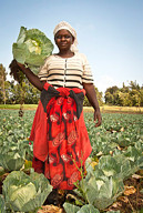 Farmer’s wife holding a cabbage