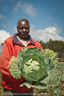 Cabbage farmer