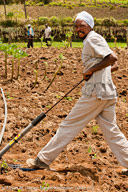Farmer using hand pump in cabbage field