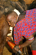Maasai woman gathering milk from cow, Amboseli NP