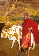 Saruni with cows, Amboseli NP