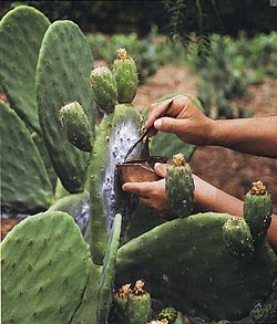 Cochineal on cactus