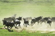 Ngorongoro Crater, wildebeest