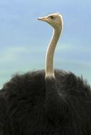Ngorongoro Crater, male ostrich