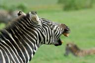 Ngorongoro Crater, barking zebra
