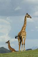 Ngorongoro Crater Conservation Area, Maasai giraffe