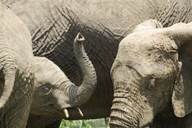 Tarangire National Park, elephants