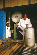 Mark Wichira, dairy plant manager at weighing scale receiving farmer’s milk in cans.