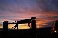 Passing through gate with sheep silhouette