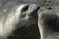 Elephant seal greeting, Peninsula Valdes