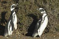 Magellanic penguins, Peninsula Valdes