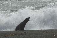 Sea lion escaping orca whales, Peninsula Valdes