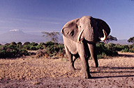 Kenya: Amboseli National Park, male African elephant with Mt. Kilimanjaro in distance, July
