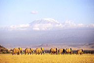 Herd passing Mt. Kilimanjaro, Kenya