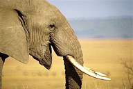 Kenya: Mara Conservancy, elephant smiling, September