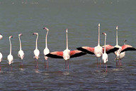 Tanzania: Ngorongoro Crater, flamingos preening