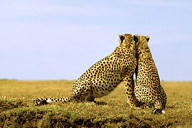 Tanzania: Serengeti National Park, Soit le Motonyi, two cheetahs sitting together, March