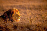 Tanzania: Serengeti National Park, male lion lying in grass, July