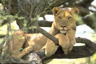 Tanzania: Lake Manyara National Park, young male lion in acacia tree, March