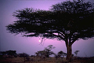 Tanzania: Serengeti, moon behind acacia tortillus