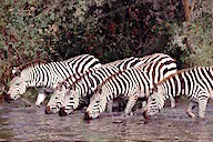 Tanzania: Serengeti National Park, zebras drinking in river, July