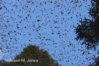 Monarchs in flight