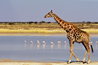 Maasai giraffe, Etosha NP, Namibia
